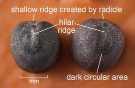  Brassica napus.  Close-up of hilar region on two seeds. Photo courtesy of USDA-APHIS-PPQ.