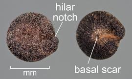  Chenopodium album . Apex (left) and base (right) of two fruits without attached calyx bracts. Photo courtesy of USDA-APHIS-PPQ.
