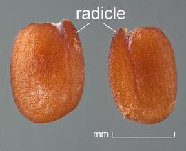  Chorispora tenella.  The two faces of the seed. Hilum at top. Photo courtesy of USDA-APHIS-PPQ.