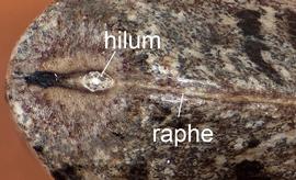  Croton setigerus.  Close-up of hilum and raphe. Photo courtesy of USDA-APHIS-PPQ.