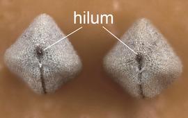  Chamaesyce maculata.  Looking down on the hilar end of two seeds. Photo courtesy of USDA-APHIS-PPQ.