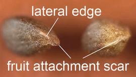  Iva axillaris.  Looking down on the bases of two fruits. The fruit attachment scar is thin and often crescent-shaped. Photo courtesy of USDA-APHIS-PPQ.