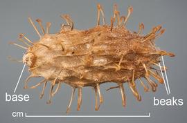  Xanthium spinosum.  Burr. Note hairs on body. One beak is hidden by a couple of spines. Photo courtesy of USDA-APHIS-PPQ.