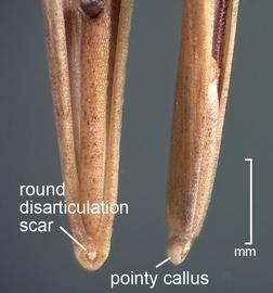  Bromus tectorum.  Close-up of base of floret, ventral (left) and lateral (right) views. Photo courtesy of USDA-APHIS-PPQ.