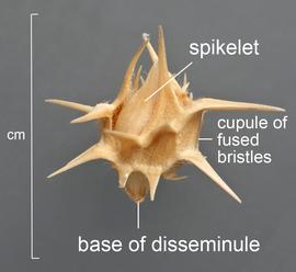  Cenchrus spinifex . Disseminule (cupule of fused bristles surrounding spikelets). Photo courtesy of USDA-APHIS-PPQ.