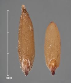  Dactylis glomerata.  Dorsal / abaxial view of fruit. Caryopses in dorsal view showing embryo at base. Photo courtesy of USDA-APHIS-PPQ.