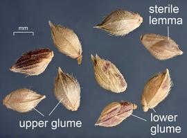  Echinochloa colona.  Multiple views of spikelet. Spikelets in various views, some with purple coloring. Photo courtesy of USDA-APHIS-PPQ.