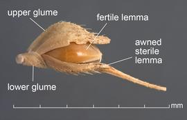  Echinochloa crus-galli.  Lateral view of spikelet with an awned sterile lemma. The upper glume is easily broken off of this disseminule and therefore may be missing from the disseminule. Photo courtesy of USDA-APHIS-PPQ.