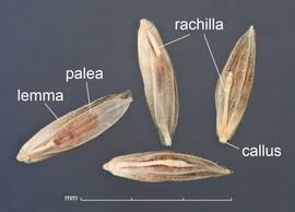  Eragrostis curvula . Florets in ventral view. The brown caryopses can be seen through the ± translucent paleas. Photo courtesy of USDA-APHIS-PPQ.