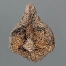  Amsinckia tessellata.  Ventral / adaxial view of fruit. Adaxial side of nutlet showing fruit attachment scar. Photo courtesy of USDA-APHIS-PPQ.