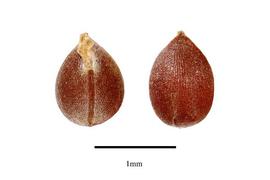 Acalypha virginica.  Multiple views of seed. Photo courtesy of USDA-APHIS-PPQ.