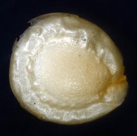  Amaranthus hypochondriacus . Face view of seed. Photo courtesy of USDA-APHIS-PPQ.