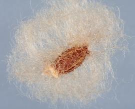  Arctotheca calendula.  Fruit with hairs teased back to better reveal the fruit. Photo courtesy of USDA-APHIS-PPQ.