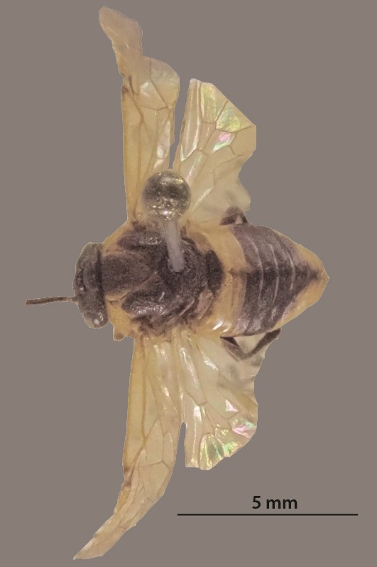 Female (Photo by Tatsuya Ide)