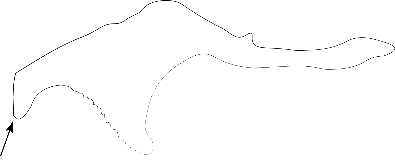 Penial sclerite, diagrammatic, after Smith et al. (2008: fig. 5). Apex marked with arrow.