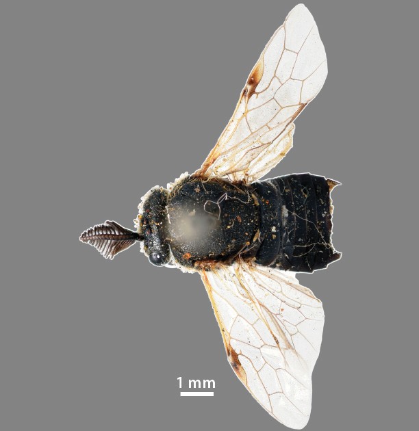 Male (Photo by Mei Wang)