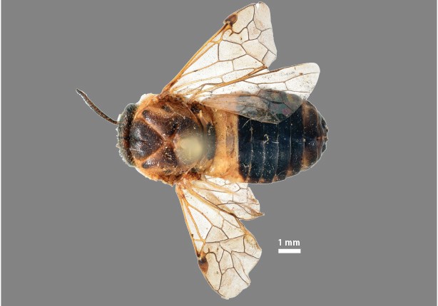 Female (Photo by Mei Wang)