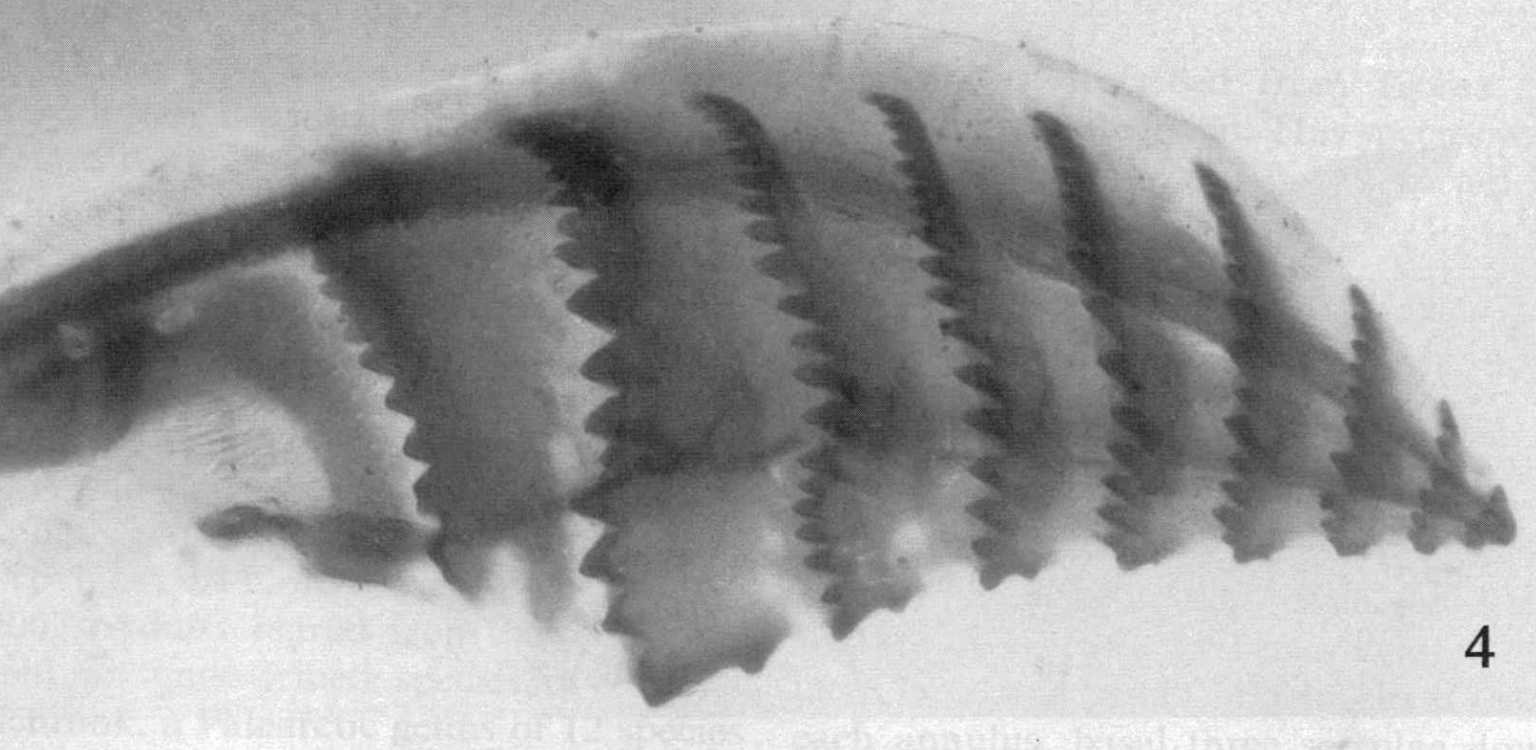 Gonapophysis VIII   (Smith et al. 2008: fig. 4)