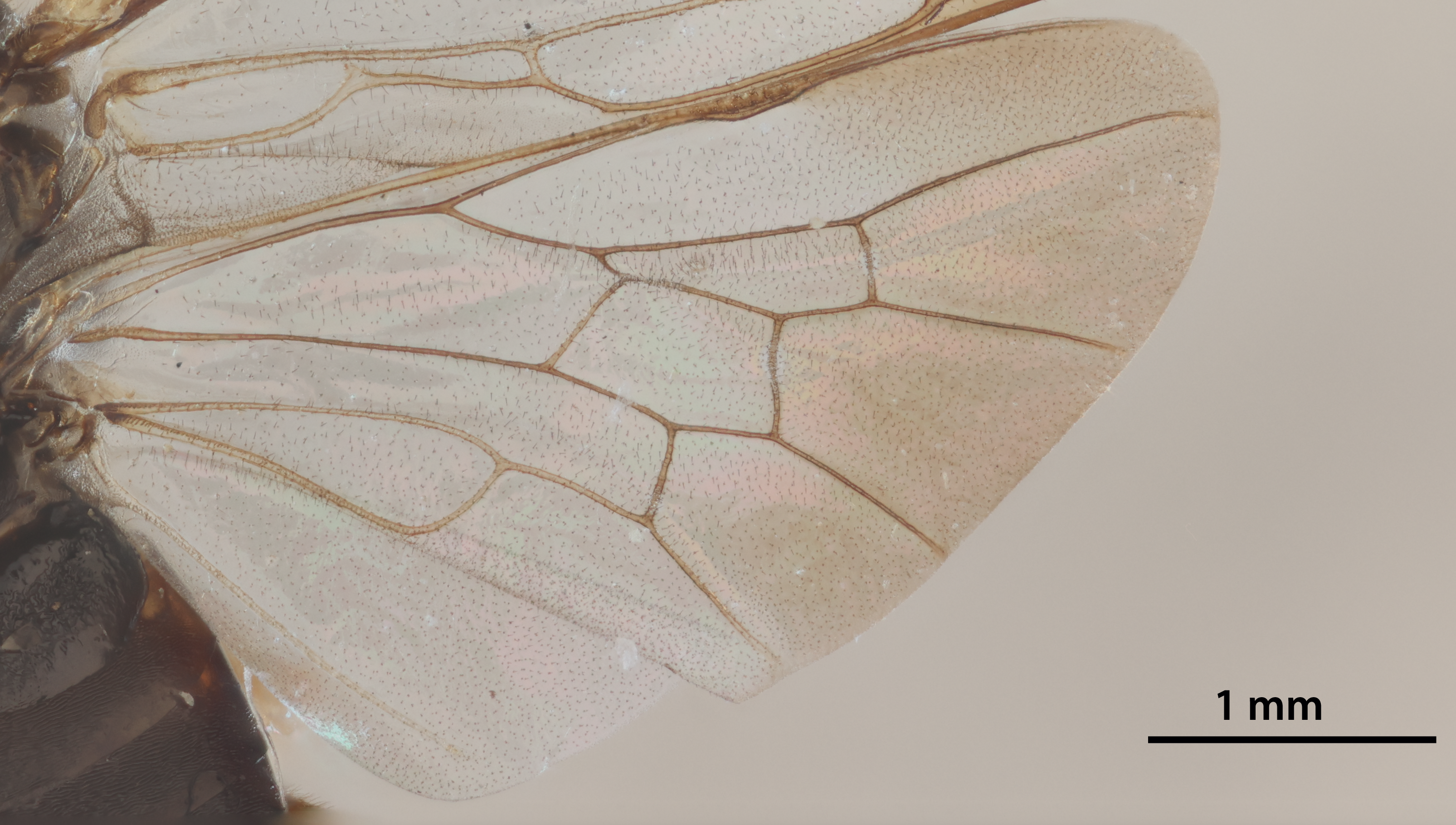 Distally infumate wing, female