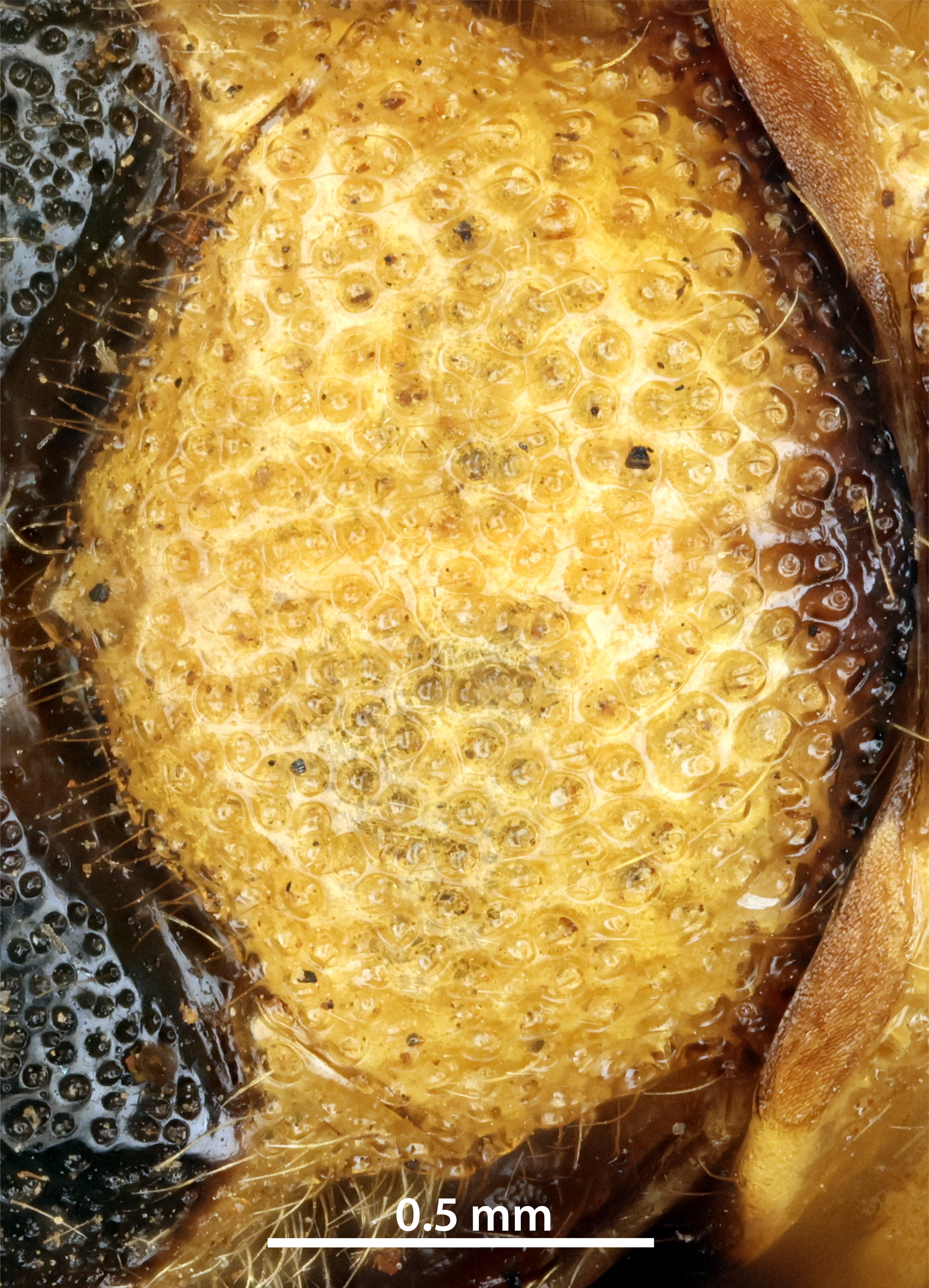 Female mesoscutellum