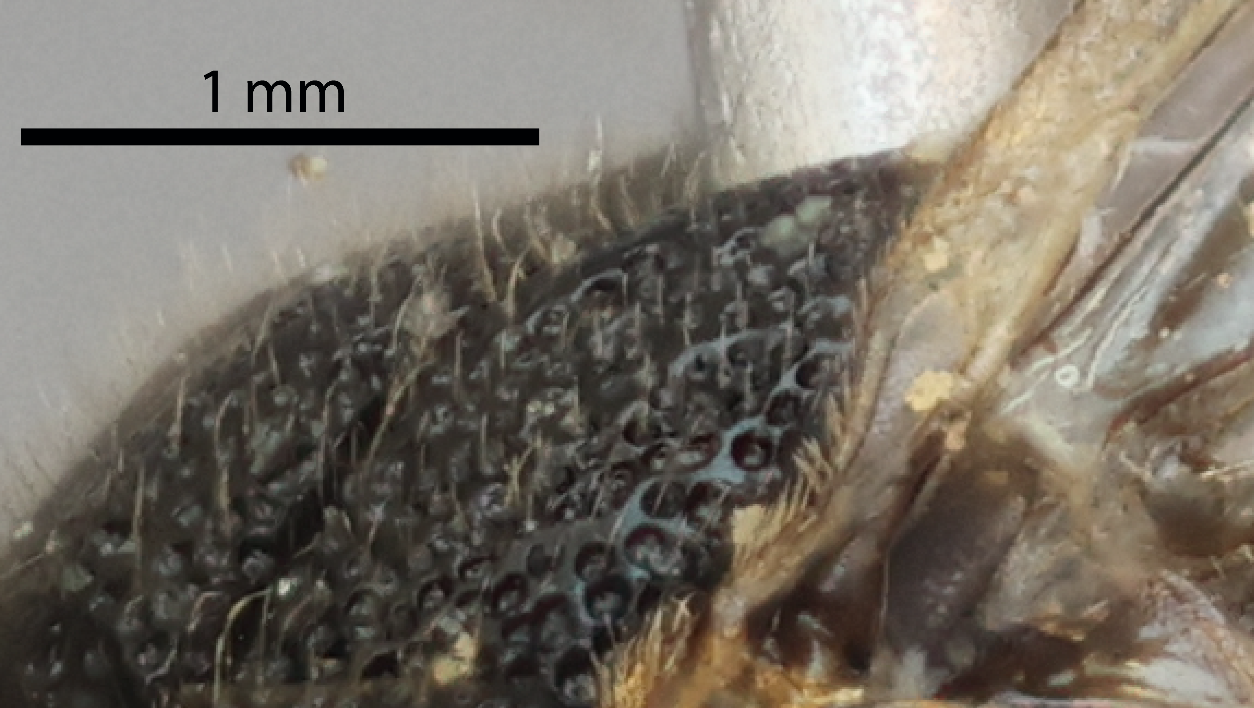 Vestiture of male ,  mesoscutum