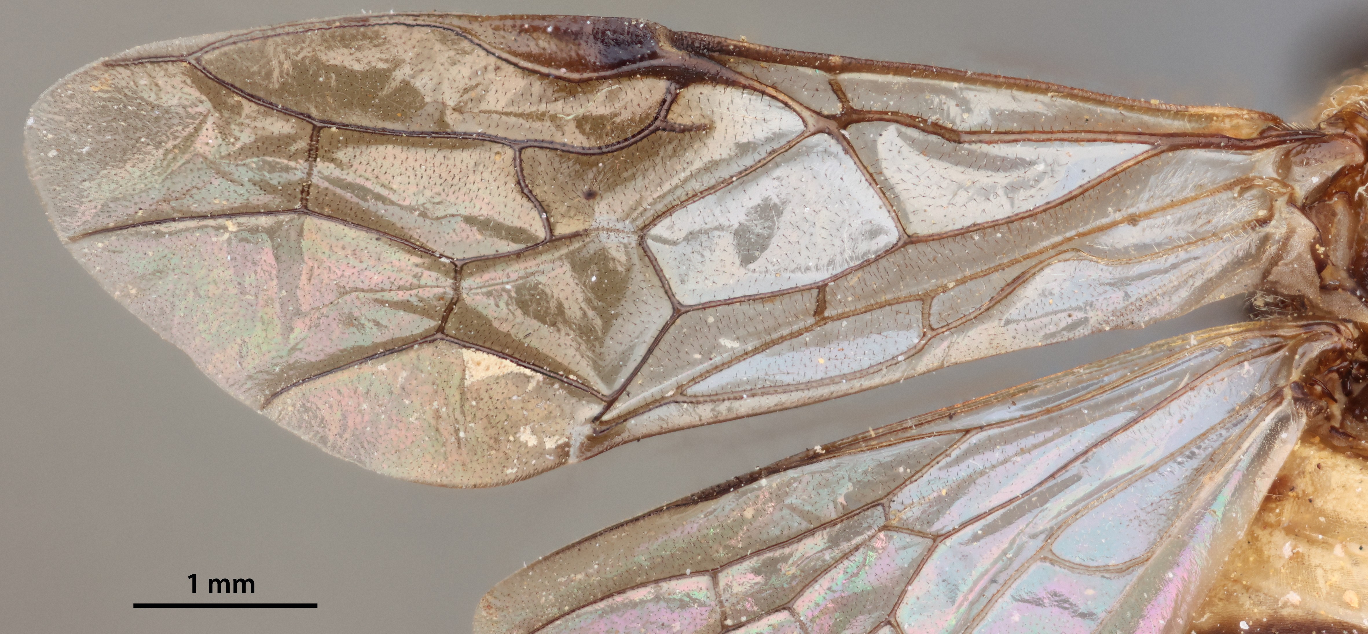 Female forewing .  Note infumation distal to pterostigma.