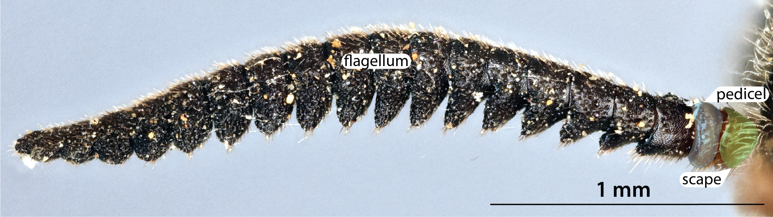 Antenna, female profile view, <em>Diprion liuwanensis</em>