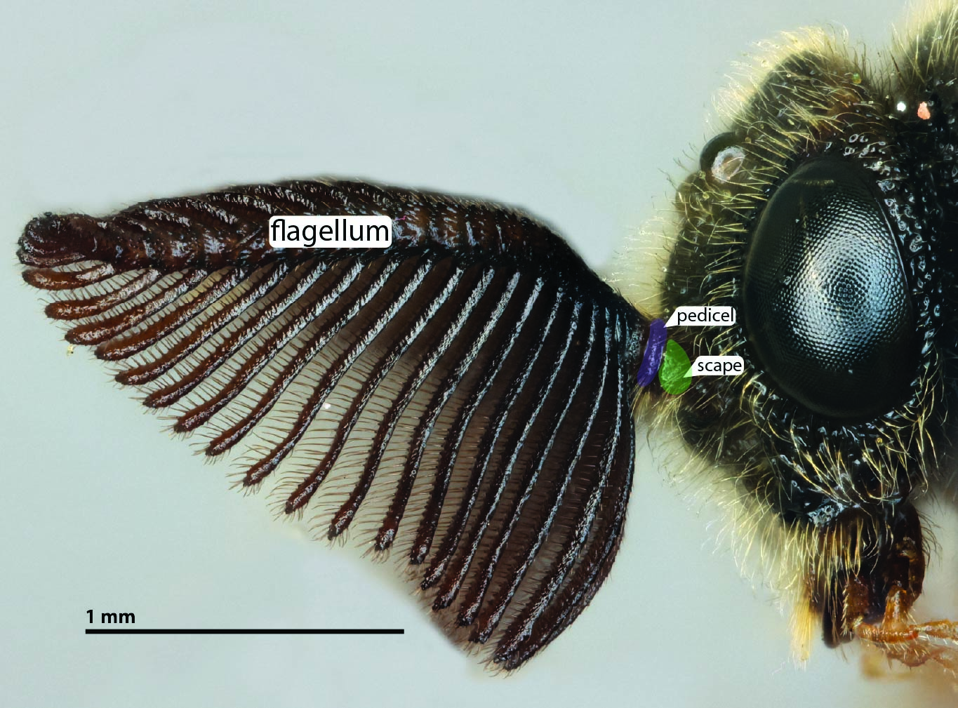 Antenna, male profile view, <em>Diprion similis</em>