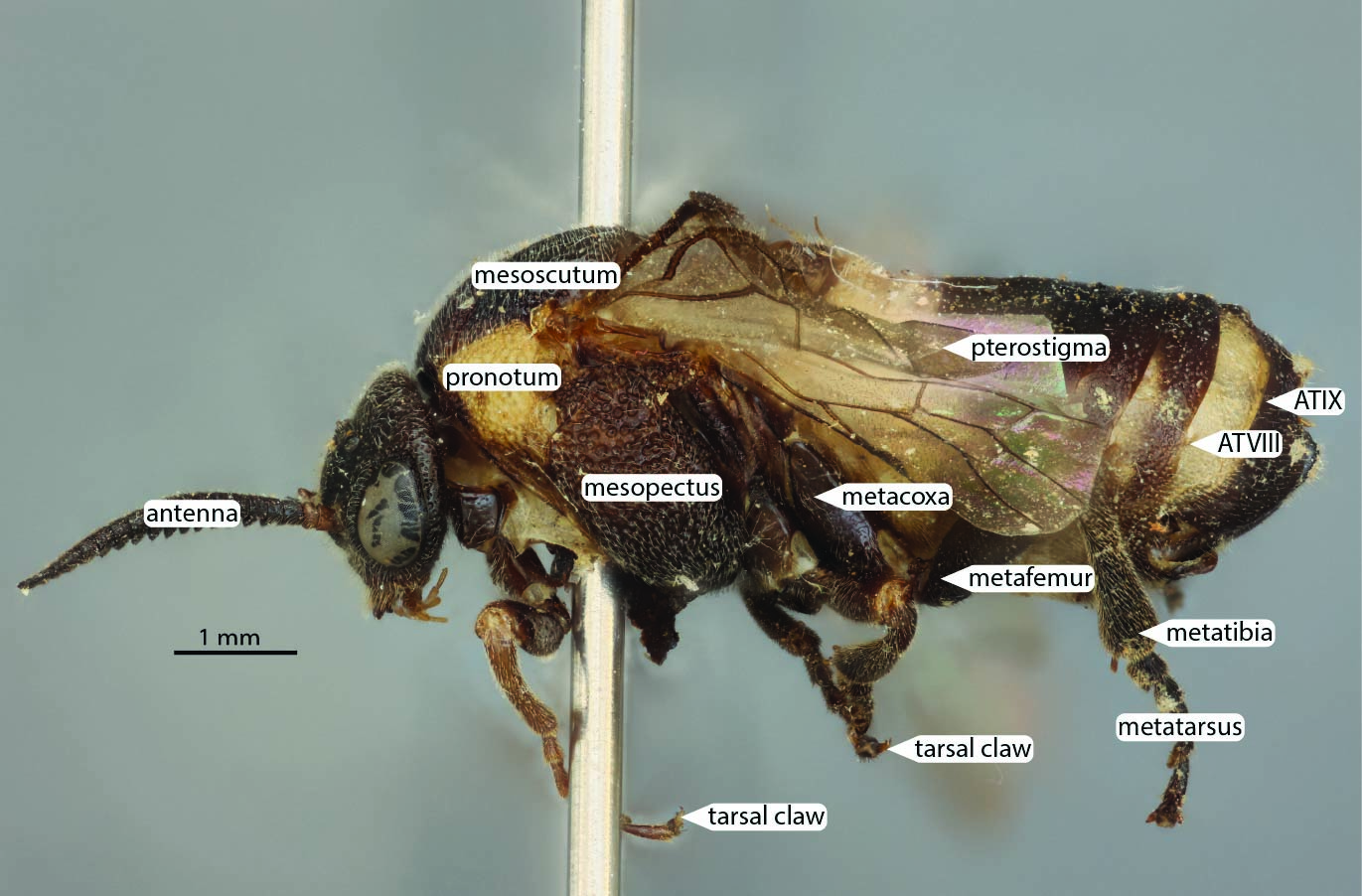 Anatomy, female profile view, <em>Diprion liuwanensis</em>