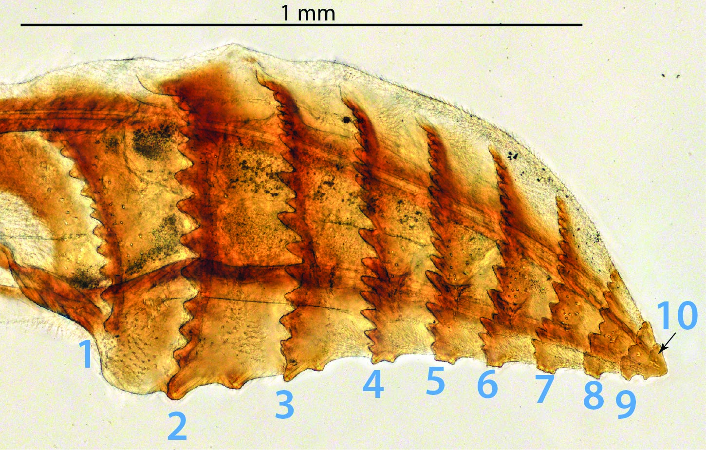 Female gonapophysis VIII, annuli numbered; profile view (dissected), <em>Diprion similis</em>