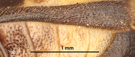 Diprion nipponicus | Diprion ID