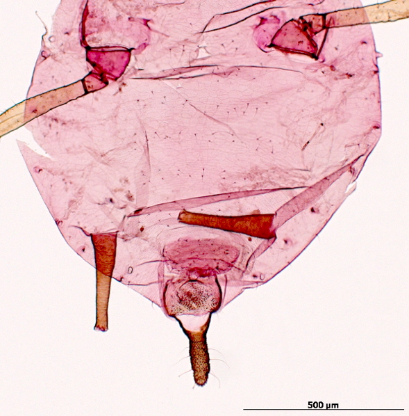 Aphis nasturtii | AphID