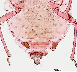 Brachycaudus helichrysi | AphID