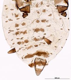 Brevicoryne brassicae | AphID