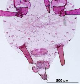Aphis asclepiadis | AphID