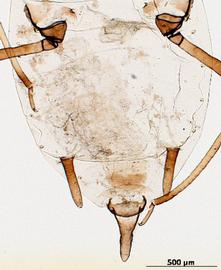 Hyadaphis foeniculi | AphID