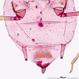 Lipaphis pseudobrassicae | AphID