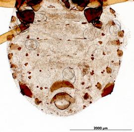 Longistigma caryae | AphID