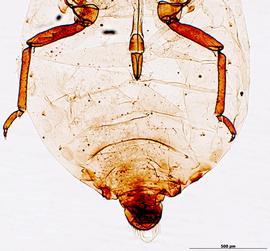 Prociphilus erigeronensis | AphID