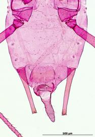 Rhodobium porosum | AphID