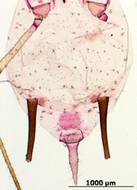 Uroleucon ambrosiae | AphID