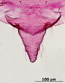 Ovatus crataegarius | AphID