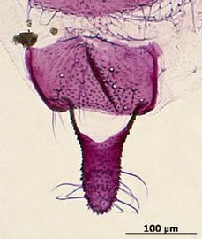 Aphis nerii | AphID