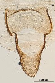 Aphis asclepiadis | AphID