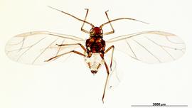 Rhopalosiphum padi | AphID