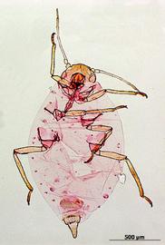 Brachycorynella asparagi | AphID