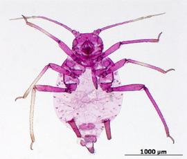 Aphis asclepiadis | AphID