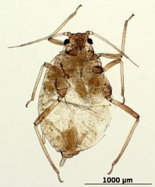 Hayhurstia atriplicis | AphID