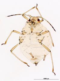 Lipaphis pseudobrassicae | AphID