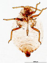 Prociphilus erigeronensis | AphID